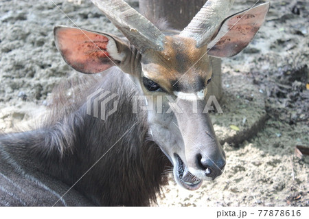 タイ バンコク 海外旅行 サファリ サファリパーク 動物園 タイ バンコク 海外旅行 サファリ サファリパーク 動物園 77878616