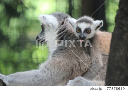 タイ　バンコク　海外旅行　サファリ　サファリパーク　動物園　 77878619