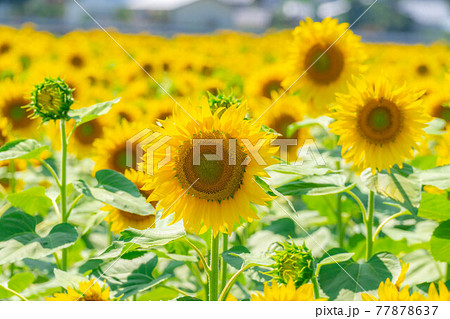 満開のひまわり畑 長野県 の写真素材