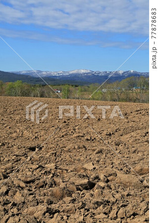 北海道の風景「春の畑」 77878683
