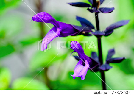 メドーセージの花（マクロ） 77878685