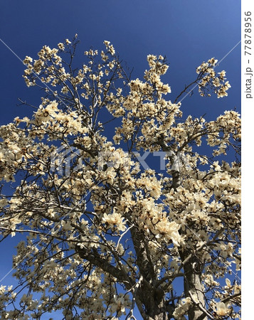 ***Magnolia***　　　～・白木蓮・～　　　 77878956