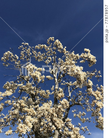 ***Magnolia*** ~・白木蓮・~ ***Magnolia*** ~・白木蓮・~ 77878957