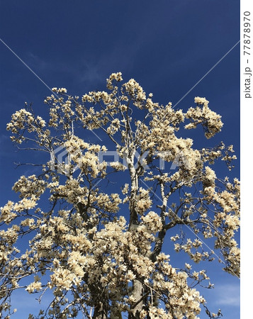 ***Magnolia*** ~・白木蓮・~ ***Magnolia*** ~・白木蓮・~ 77878970