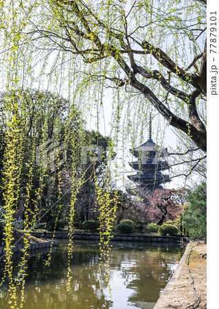 芽吹きのシダレヤナギ越しに見る東寺五重塔 芽吹きのシダレヤナギ越しに見る東寺五重塔 77879101