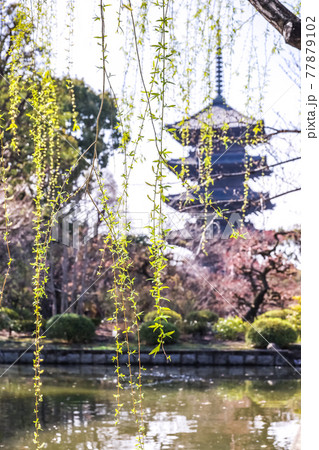 芽吹きのシダレヤナギ越しに見る東寺五重塔 芽吹きのシダレヤナギ越しに見る東寺五重塔 77879102