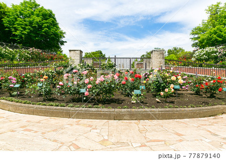 東京都あきる野市　都立秋留台委公園　バラ園 77879140