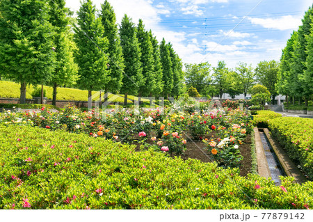 東京都あきる野市 都立秋留台委公園 バラ園の写真素材