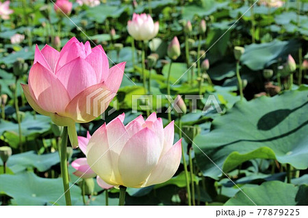 ハス畑で仲良しの紅白の蓮の花 77879225