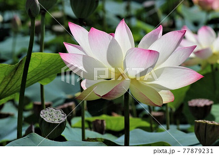 白色と紫色が絶妙のグラデーション 白色と紫色が絶妙のグラデーション 77879231