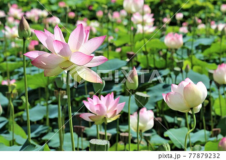 ハス畑はただいま花盛り真っ最中 ハス畑はただいま花盛り真っ最中 77879232