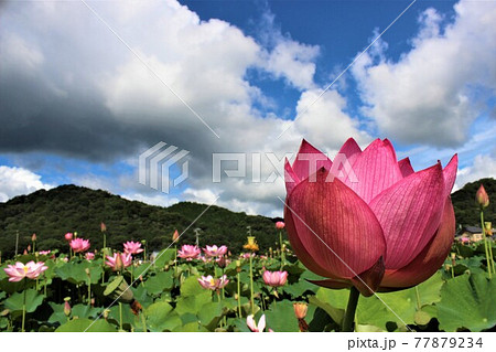 ハスの蕾の存在感が神秘的 77879234