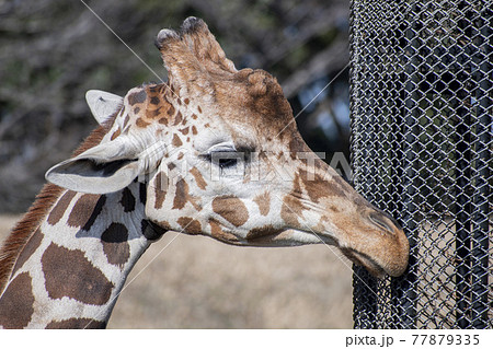 動物園の人気者のキリン 77879335