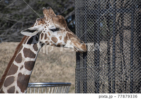 動物園の人気者のキリン 77879336