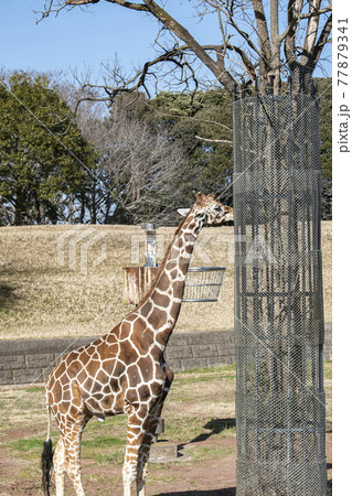 動物園の人気者のキリン 動物園の人気者のキリン 77879341