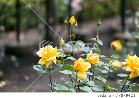 東京都あきる野市　都立秋留台委公園　バラ園 77879423