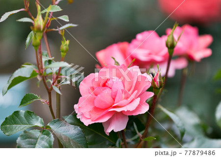 東京都あきる野市　都立秋留台委公園　バラ園 77879486
