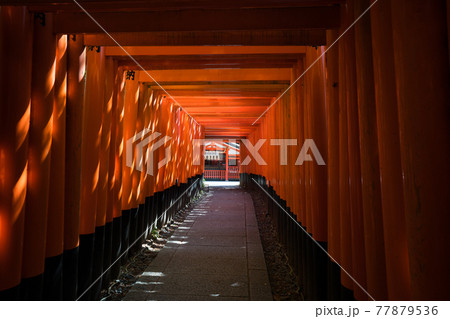 京都　伏見稲荷大社の千本鳥居　　 77879536