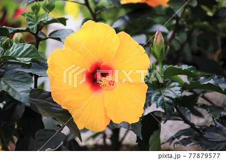黄色いハイビスカスの花 黄色いハイビスカスの花 77879577