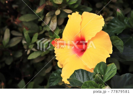 黄色いハイビスカスの花 黄色いハイビスカスの花 77879581