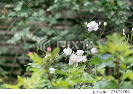 東京都あきる野市　都立秋留台委公園　バラ園 77879760