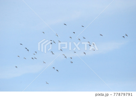 群れ 77879791