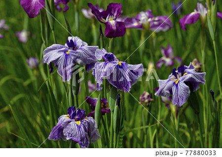 小鹿野町の両神花菖蒲園 77880033