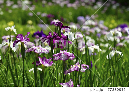 小鹿野町の両神花菖蒲園 小鹿野町の両神花菖蒲園 77880055