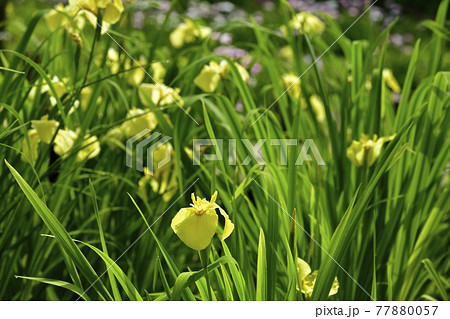 小鹿野町の両神花菖蒲園 小鹿野町の両神花菖蒲園 77880057