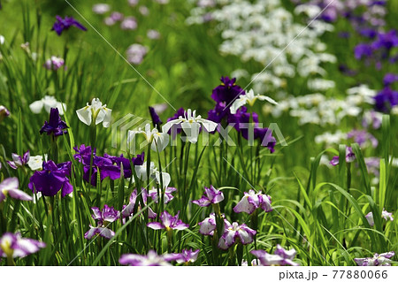 小鹿野町の両神花菖蒲園 小鹿野町の両神花菖蒲園 77880066