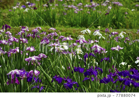 小鹿野町の両神花菖蒲園 小鹿野町の両神花菖蒲園 77880074