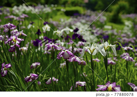小鹿野町の両神花菖蒲園 小鹿野町の両神花菖蒲園 77880078