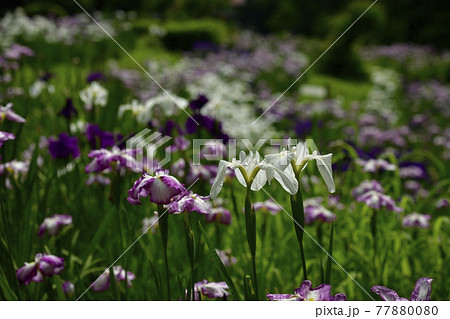 小鹿野町の両神花菖蒲園 小鹿野町の両神花菖蒲園 77880080