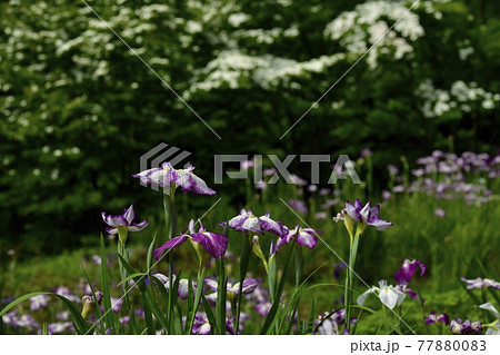 小鹿野町の両神花菖蒲園 77880083