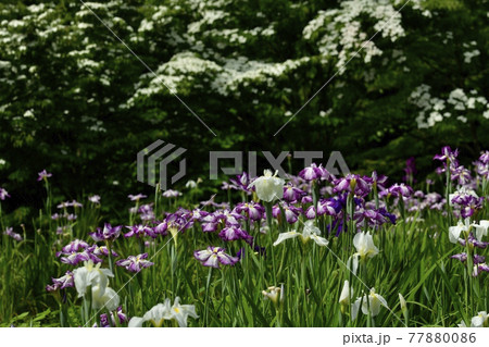 小鹿野町の両神花菖蒲園 小鹿野町の両神花菖蒲園 77880086