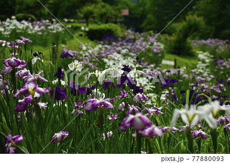 小鹿野町の両神花菖蒲園 小鹿野町の両神花菖蒲園 77880093