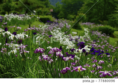 小鹿野町の両神花菖蒲園 小鹿野町の両神花菖蒲園 77880096