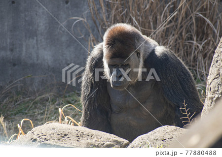 動物園の檻の中で生活するゴリラ 動物園の檻の中で生活するゴリラ 77880488