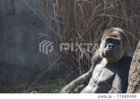 動物園の檻の中で生活するゴリラ 動物園の檻の中で生活するゴリラ 77880489