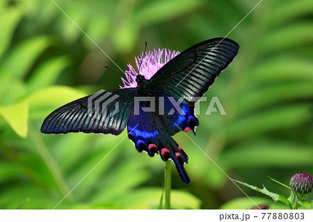 ミヤマカラスアゲハ 77880803