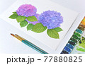 描き終わった紫陽花の絵　水彩画　机　画用紙　筆　パレット 77880825