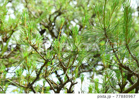 赤松の新緑 77880967