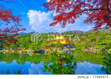 紅葉と金閣寺 77880975