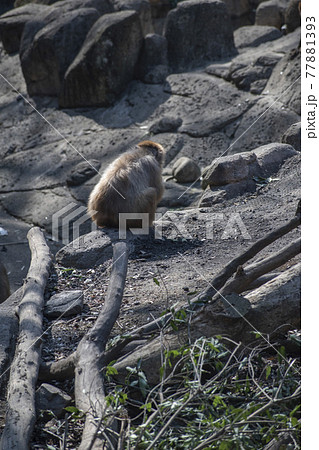 動物園のさる 動物園のさる 77881393