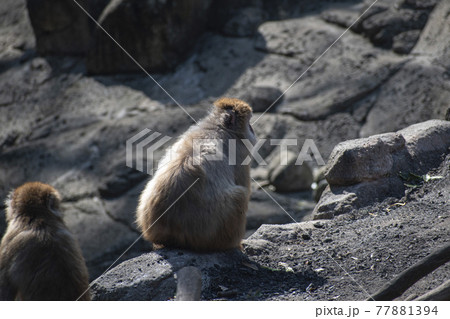 日向ぼっこで暖をとるサル 77881394