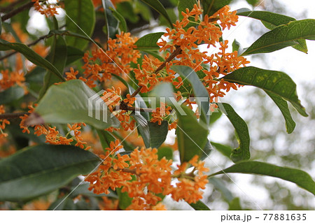 キンモクセイ *・・・flagrant orange-colored olive・・・* キンモクセイ *・・・flagrant orange-colored olive・・・* 77881635