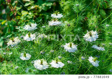 白糸自然公園のニゲラの花 77881649