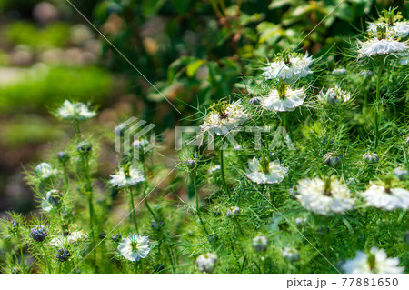 白糸自然公園のニゲラの花 77881650
