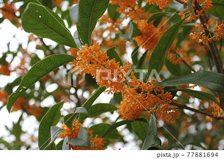 キンモクセイ　　　*・・・flagrant orange-colored olive・・・* 77881694