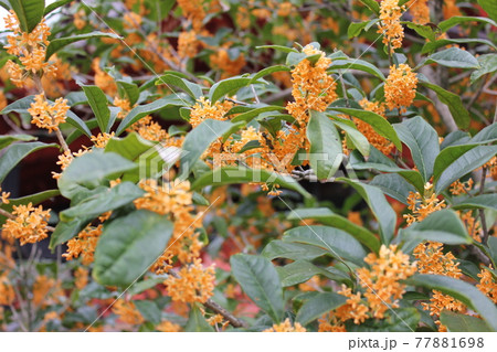 キンモクセイ　　　*・・・flagrant orange-colored olive・・・* 77881698